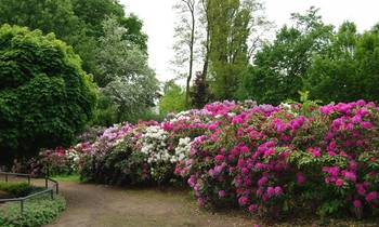 Hirschgrundpark - Rosarium