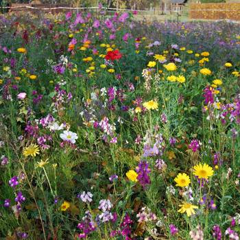 Blumenwiese Niederlungwitz